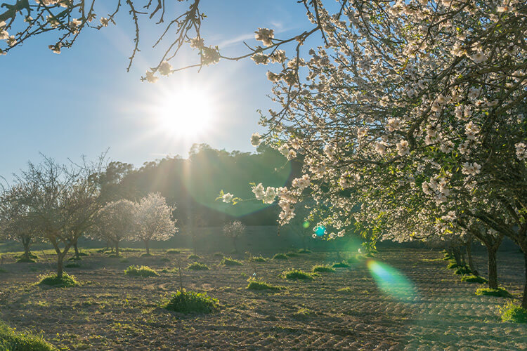 almond landscape mallorca