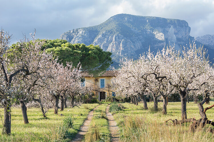 almond tree mallorca