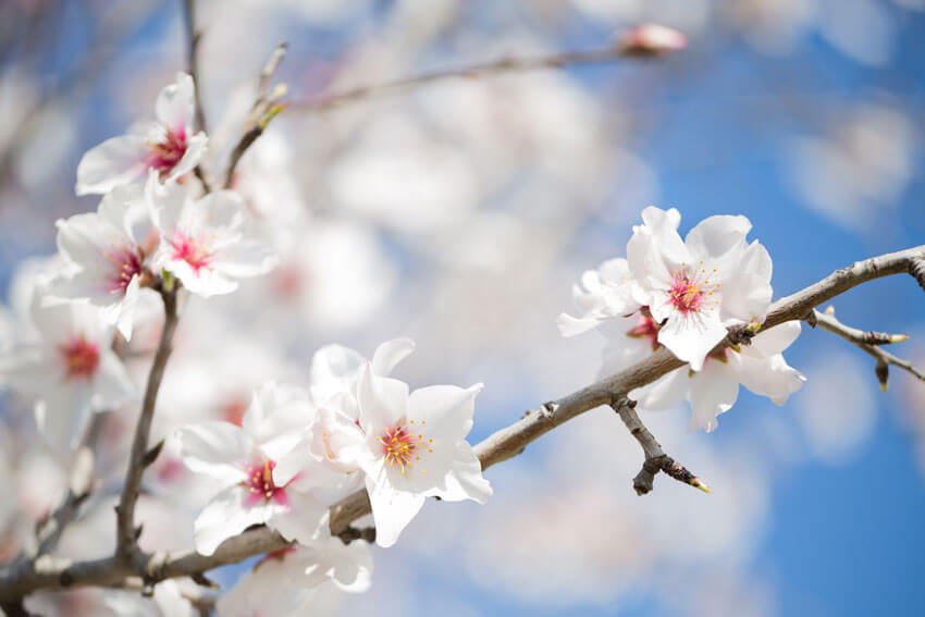 almond flower