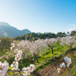 mallorca almond blossom