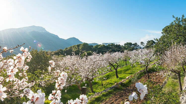 mallorca almond blossom