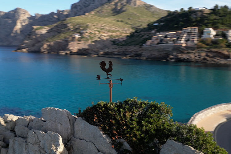 gallo cala san vicente