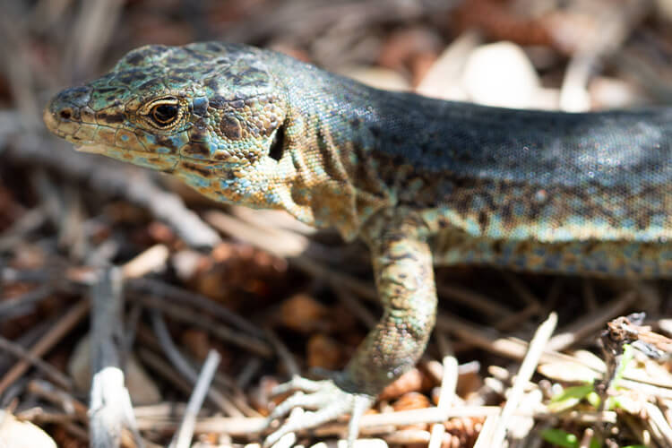 the balearic lizard