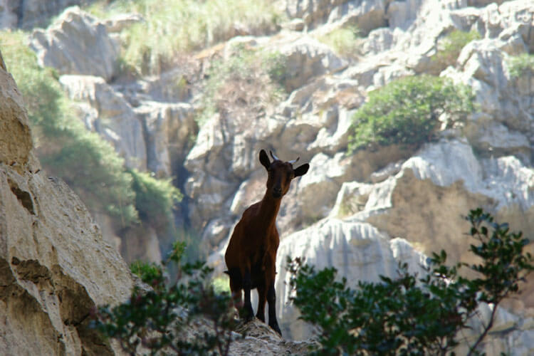 goat from mallorca