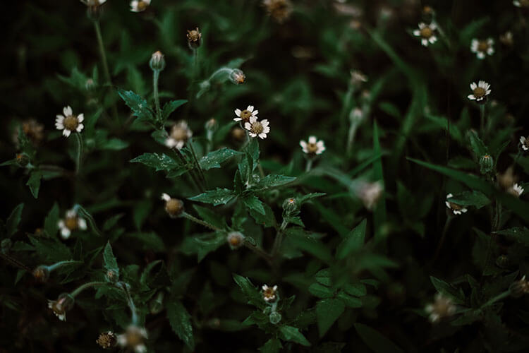 herbs