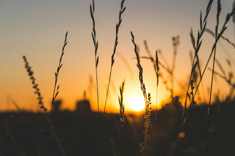 pagan-summer-solstice
