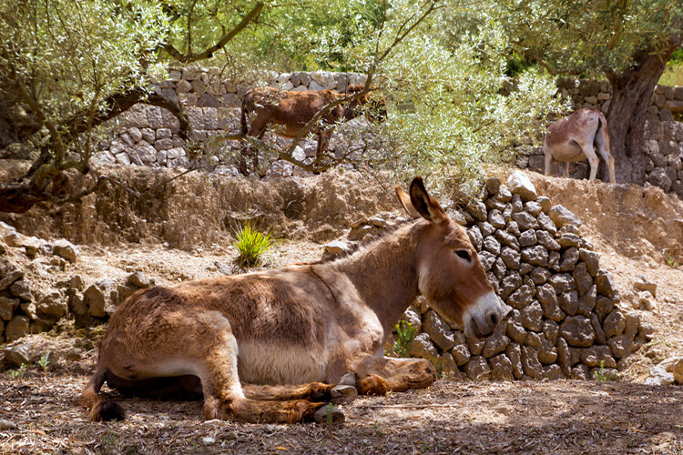 donkey mallorca